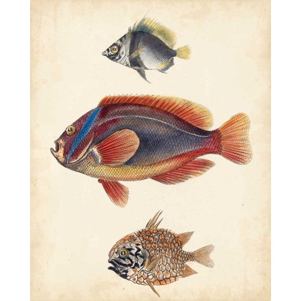 Antique Fish Species IV Poster Print - Unknown-VARPDX151334Z Image 1