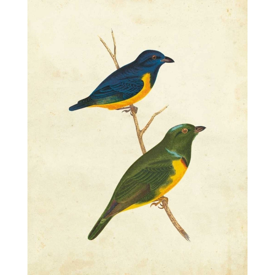 Peruvian Tanager I Poster Print - Cassin-VARPDX151337Z Image 1