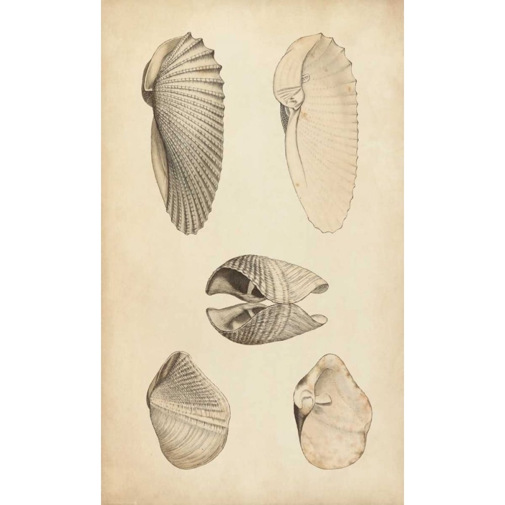 Marine Mollusk III Poster Print - Wood-VARPDX151343Z Image 1