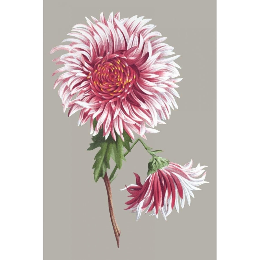 Chrysanthemum on Gray III Poster Print - Studio Vision-VARPDX151346Z Image 1