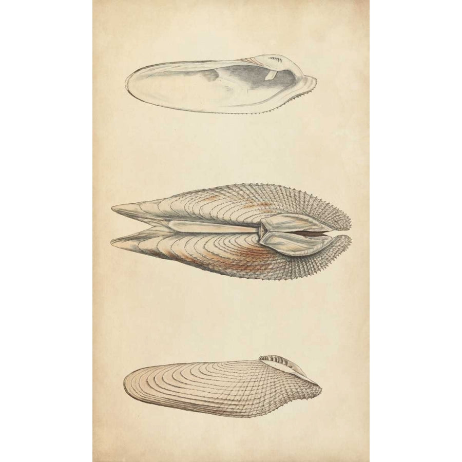 Marine Mollusk I Poster Print - Wood-VARPDX151341Z Image 1