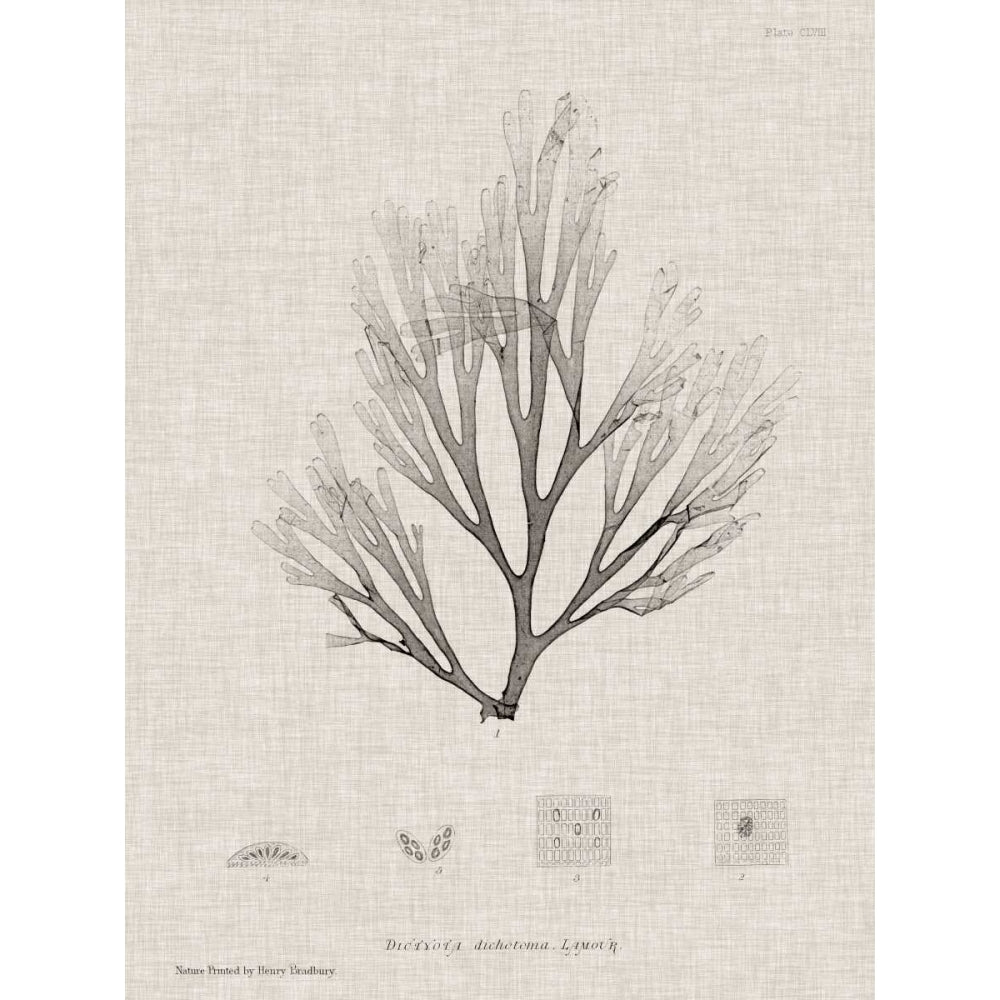 Charcoal and Linen Seaweed III Poster Print - Henry Bradbury-VARPDX151360Z Image 1