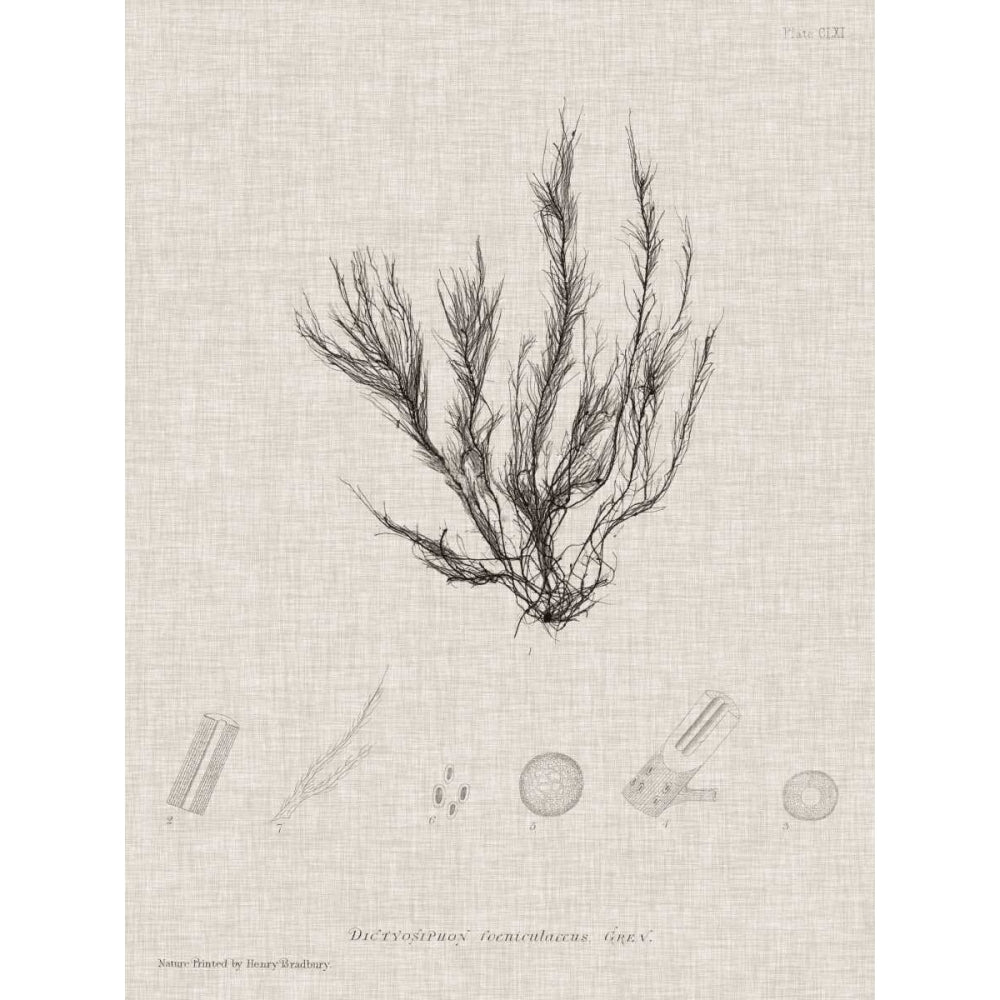 Charcoal and Linen Seaweed VI Poster Print - Henry Bradbury-VARPDX151363Z Image 1