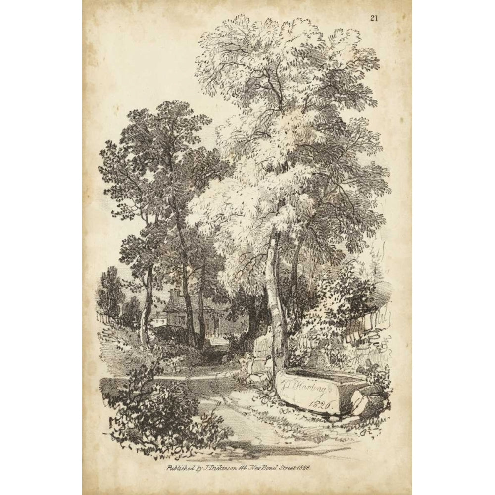 Noble Tree I Poster Print - J.D. Harding-VARPDX151356Z Image 1