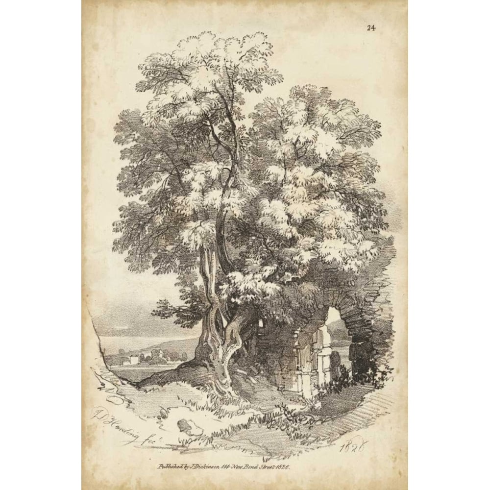 Noble Tree II Poster Print - J.D. Harding-VARPDX151357Z Image 1