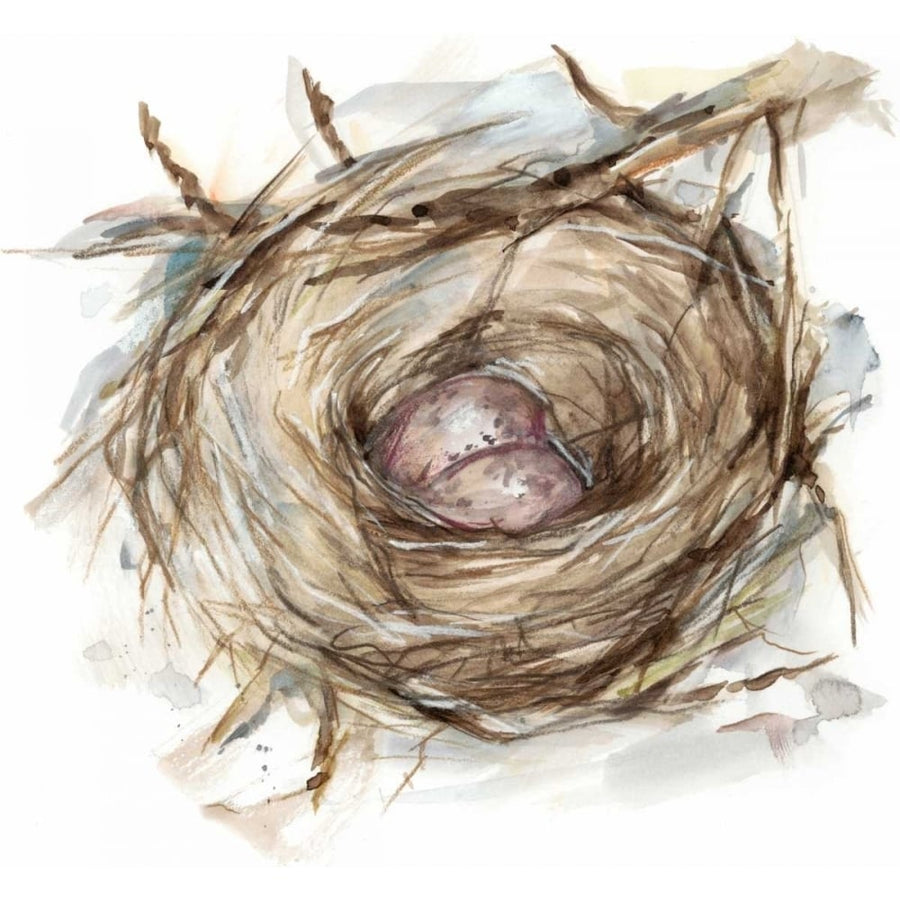 Bird Nest Study IV Poster Print - Ethan Harper-VARPDX152032Z Image 1