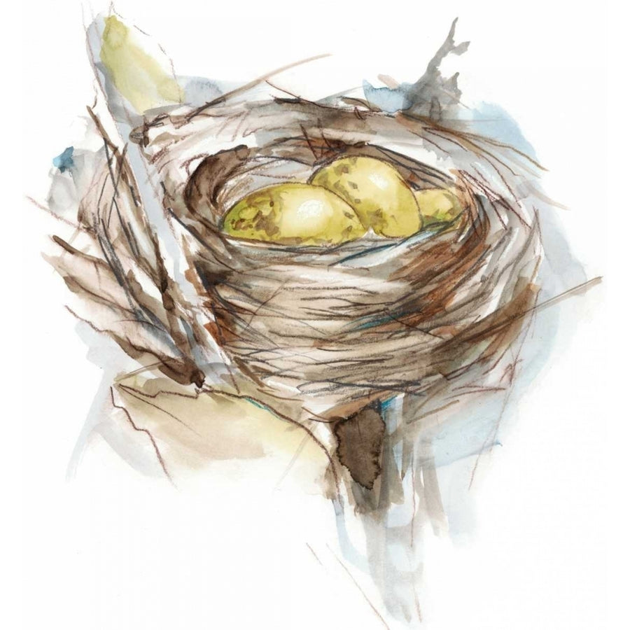 Bird Nest Study III Poster Print - Ethan Harper-VARPDX152031Z Image 1