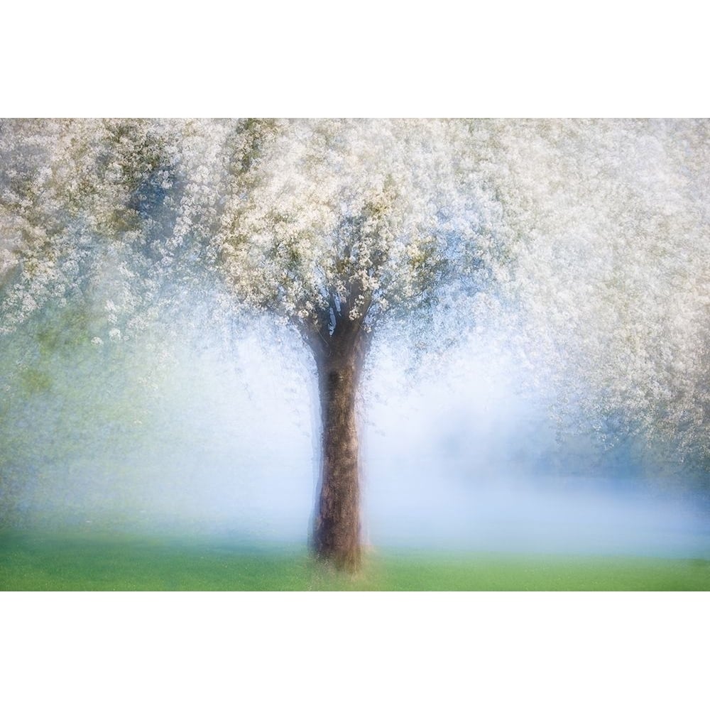 Dreamy Spring Poster Print - Martina Stutz-VARPDX1518523 Image 1