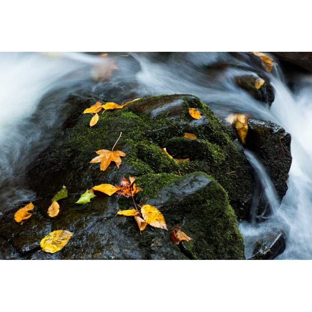 Wet Leaves Poster Print - Danny Head-VARPDX151999Z Image 1