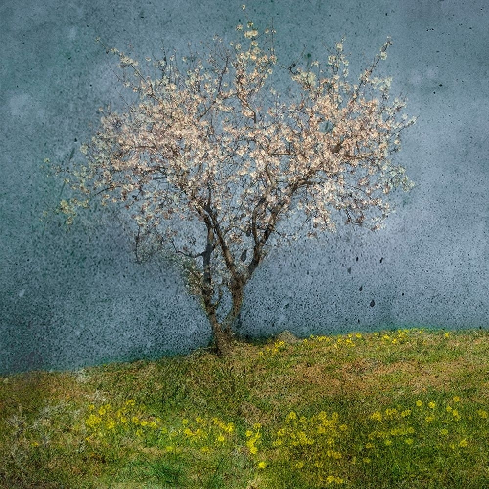 Almond Tree Poster Print - Jacqueline van Bijnen-VARPDX1524691 Image 1