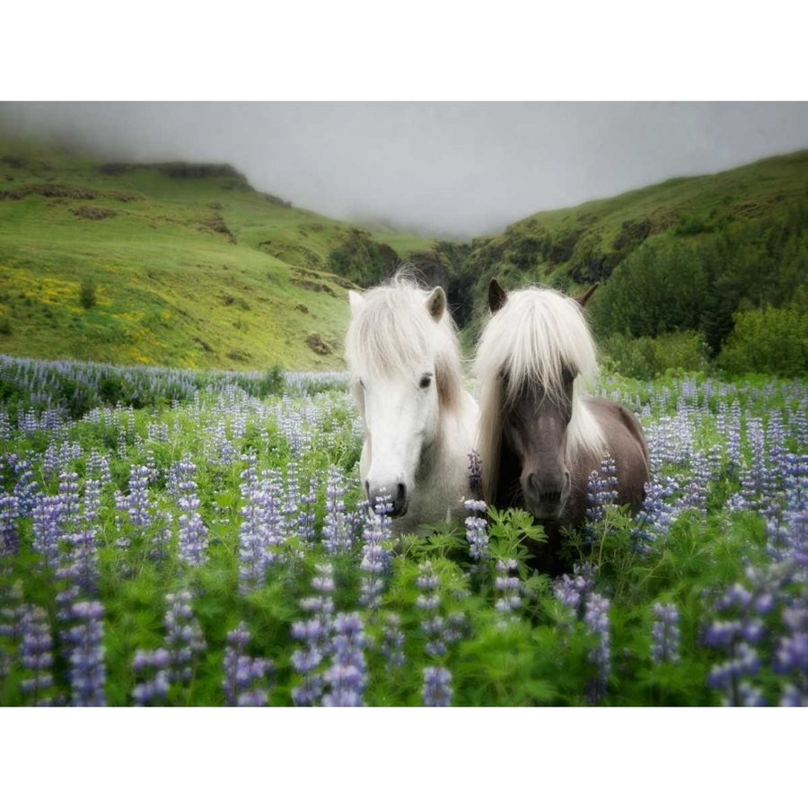 Icelandic Horses III Poster Print - P.H. Burchett-VARPDX152663GG Image 1