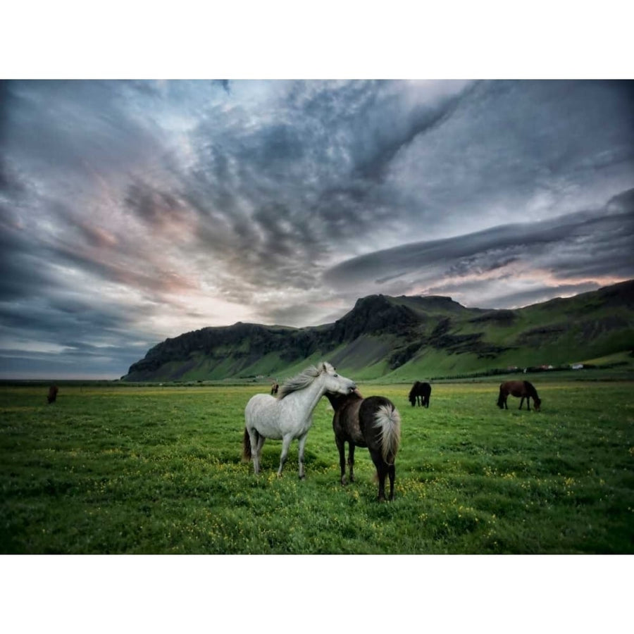 Icelandic Horses IX Poster Print - P.H. Burchett-VARPDX152669GG Image 1