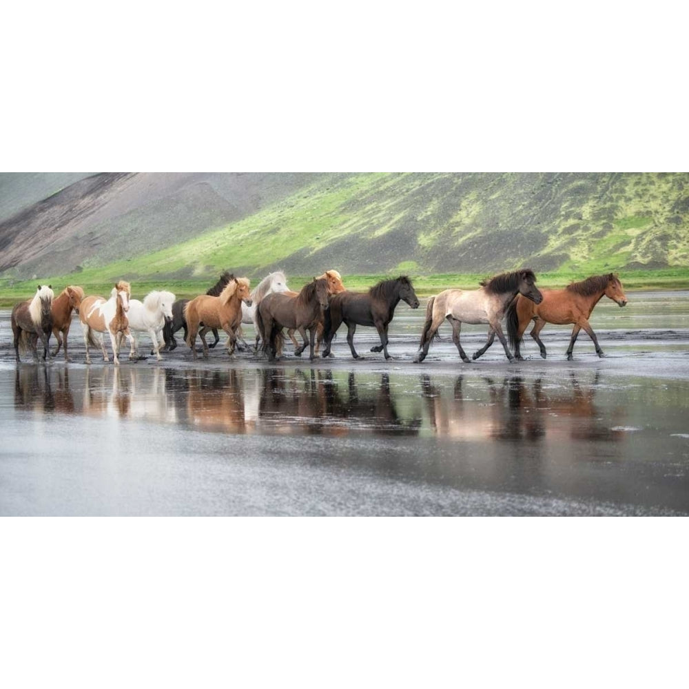 Icelandic Horses XIV Poster Print - P.H. Burchett-VARPDX152674GG Image 1