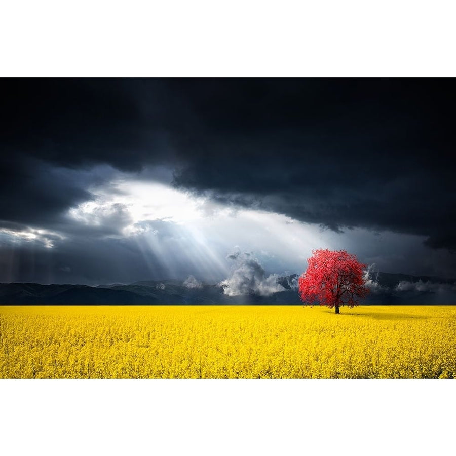 A Red Tree In The Canola Meadow Poster Print - Bess Hamiti-VARPDX1527418 Image 1