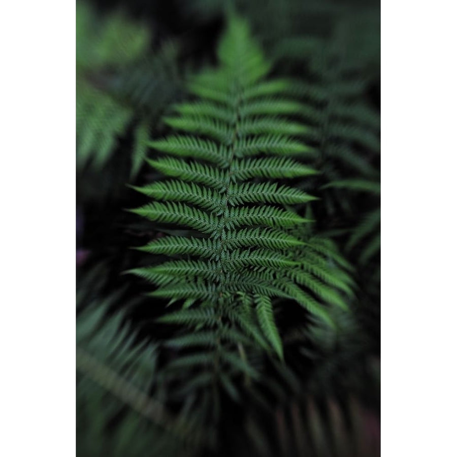 Soft Leaf Poster Print - Claire Walsh-VARPDX1530030 Image 1