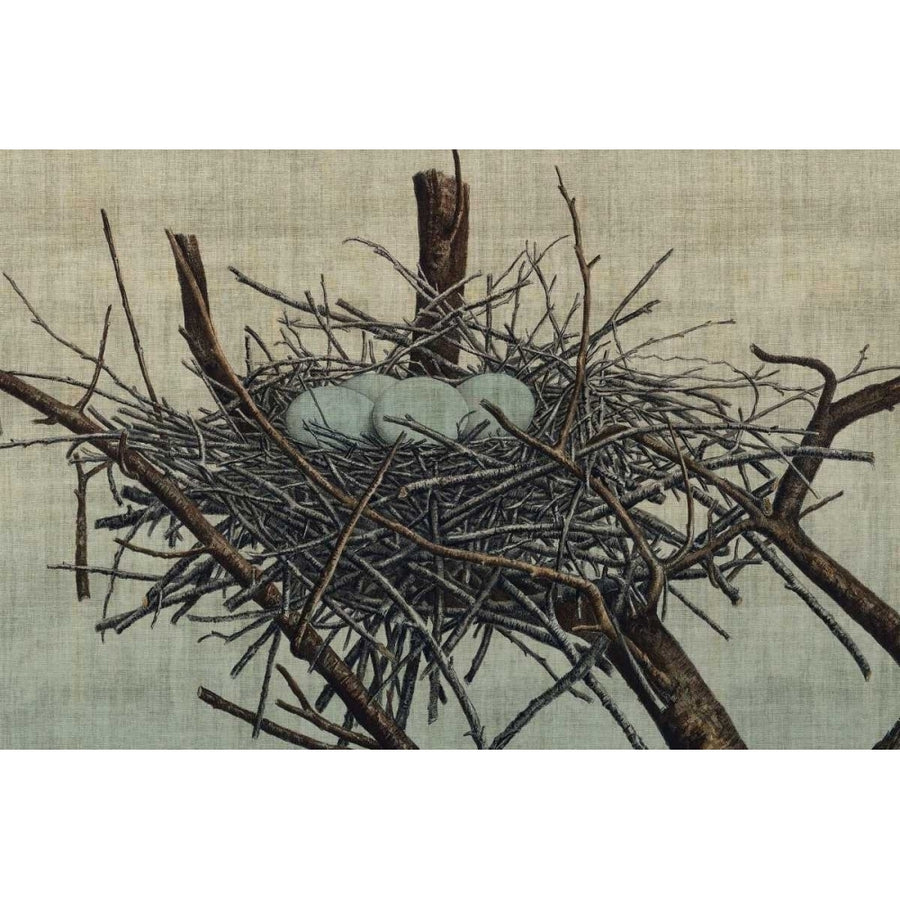 Nesting IV Poster Print - John Butler-VARPDX153011Z Image 1