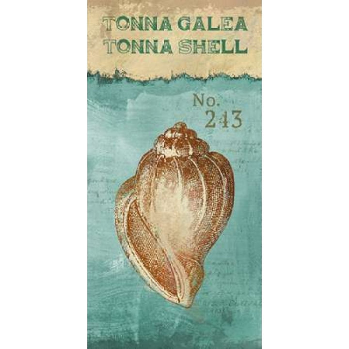 Tonna Shell Poster Print by Conrad Knutsen-VARPDX15323 Image 1