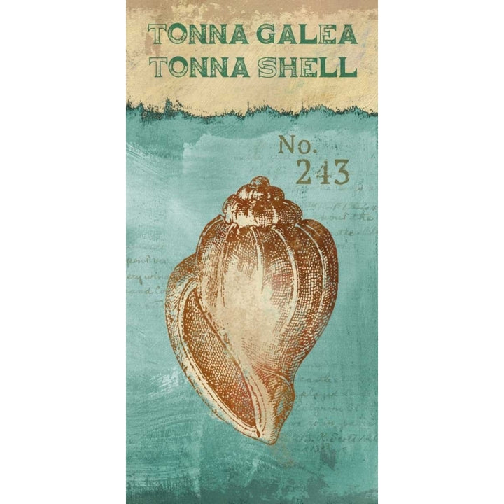 Tonna Shell Poster Print by Conrad Knutsen-VARPDX15323 Image 2