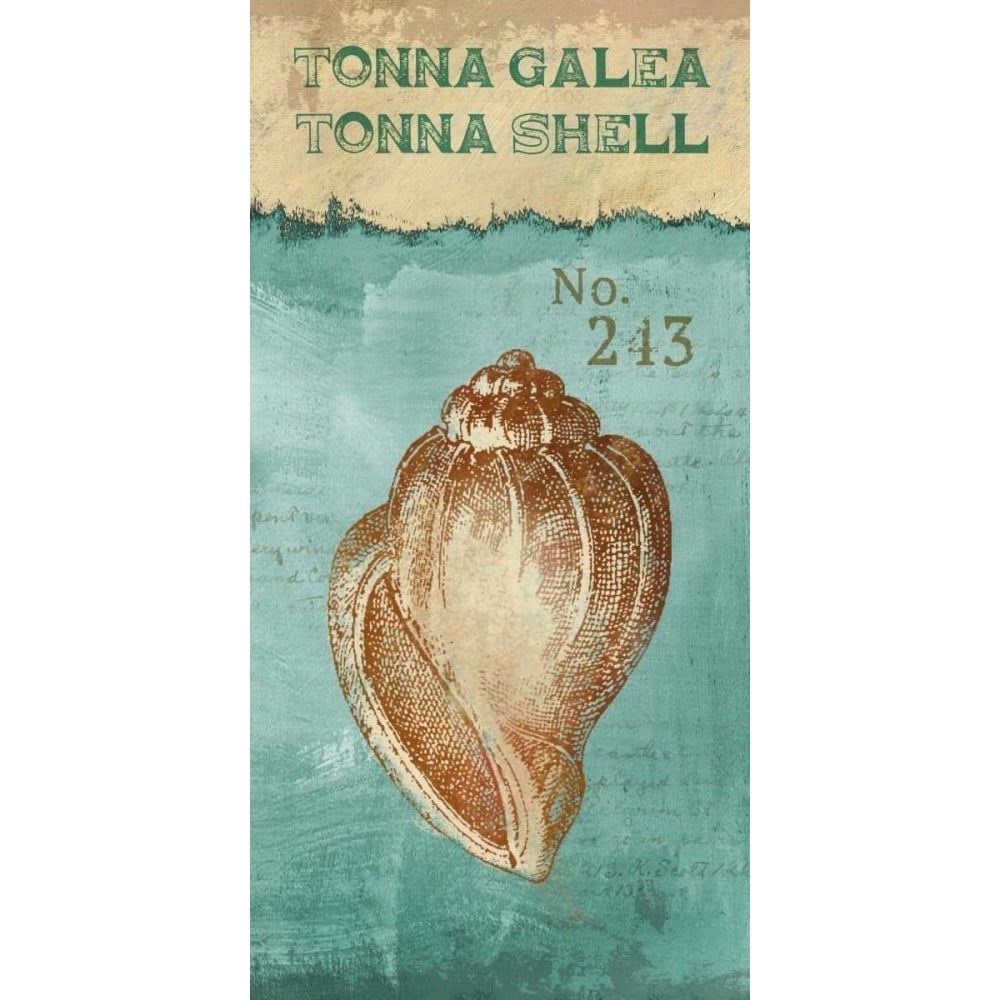 Tonna Shell Poster Print by Conrad Knutsen-VARPDX15323 Image 1