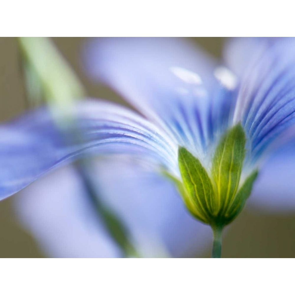 Blue Flax I Poster Print - Jonathan Nourock-VARPDX153489GG Image 1