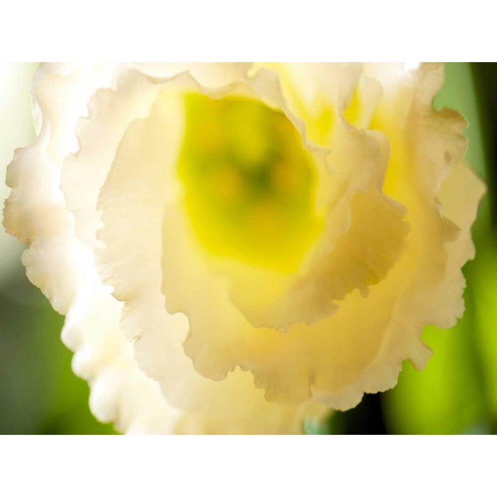 White Lisianthus I Poster Print - Jonathan Nourock-VARPDX153481GG Image 1