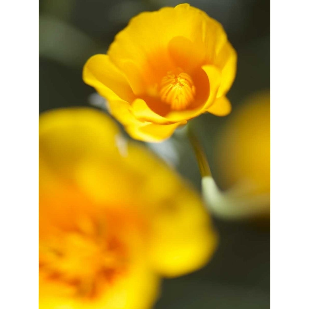 California Poppy I Poster Print - Jonathan Nourock-VARPDX153508D Image 1