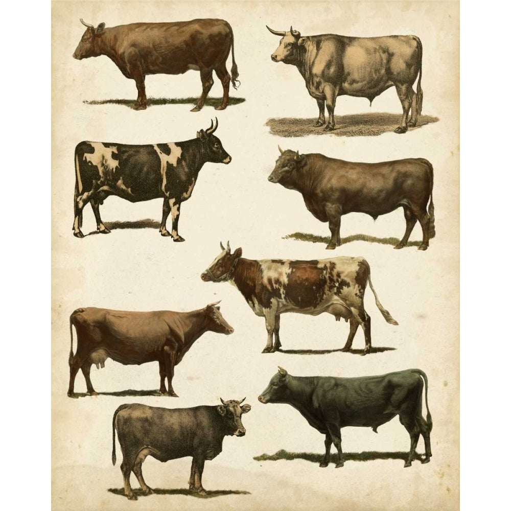 Antique Cow Chart Poster Print - Studio Vision-VARPDX153667Z Image 1