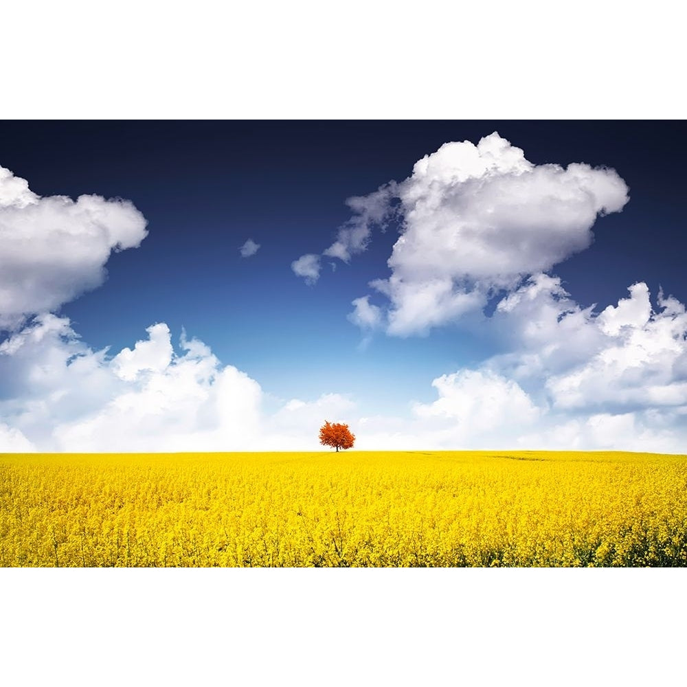 Canola Meadow Poster Print - Bess Hamiti-VARPDX1537920 Image 1