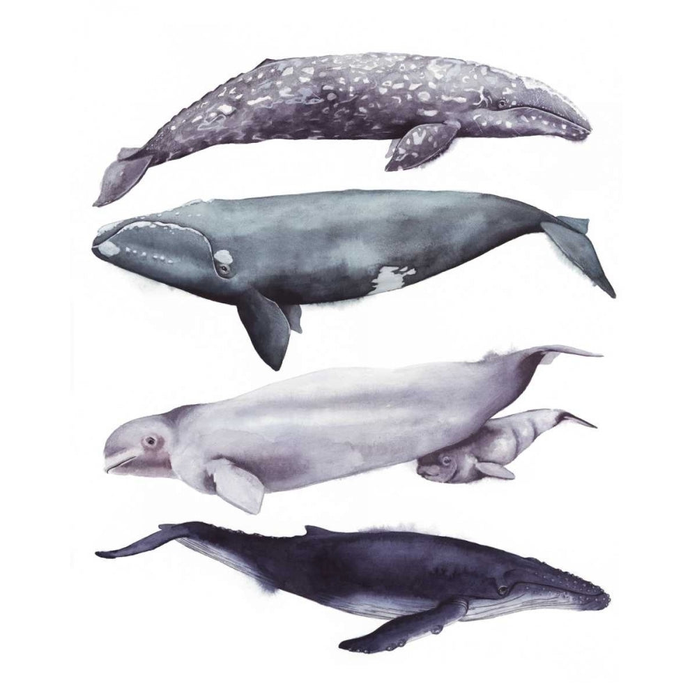 Whale Stack I Poster Print - Grace Popp-VARPDX153865GG Image 1