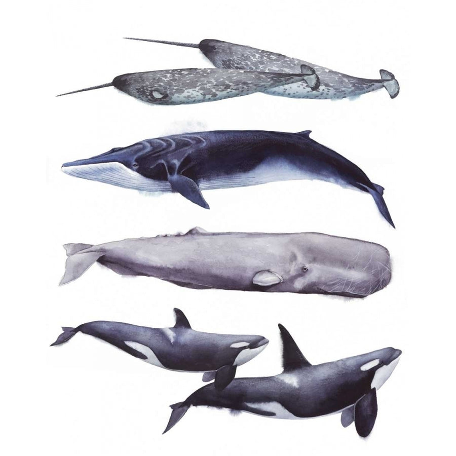 Whale Stack II Poster Print - Grace Popp-VARPDX153866GG Image 1