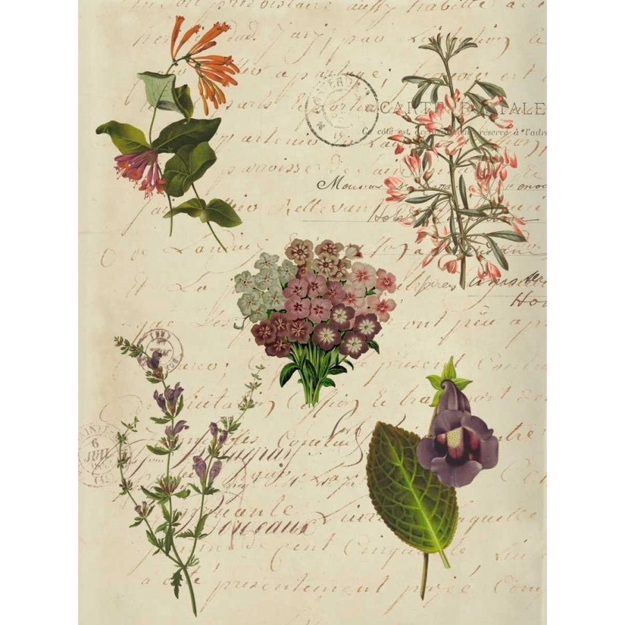 Postscript Flower Chart I Poster Print - Jennifer Goldberger-VARPDX153881GG Image 1