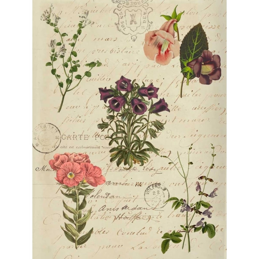 Postscript Flower Chart II Poster Print - Jennifer Goldberger-VARPDX153882GG Image 1