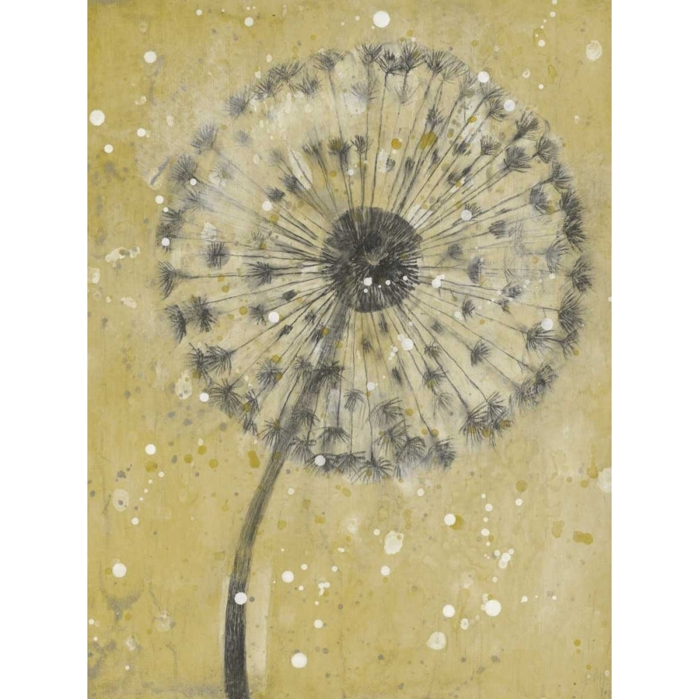 Dandelion Abstract I Poster Print - Tim OToole-VARPDX153983GG Image 1