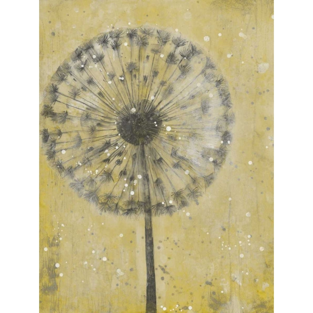 Dandelion Abstract II Poster Print - Tim OToole-VARPDX153984GG Image 1