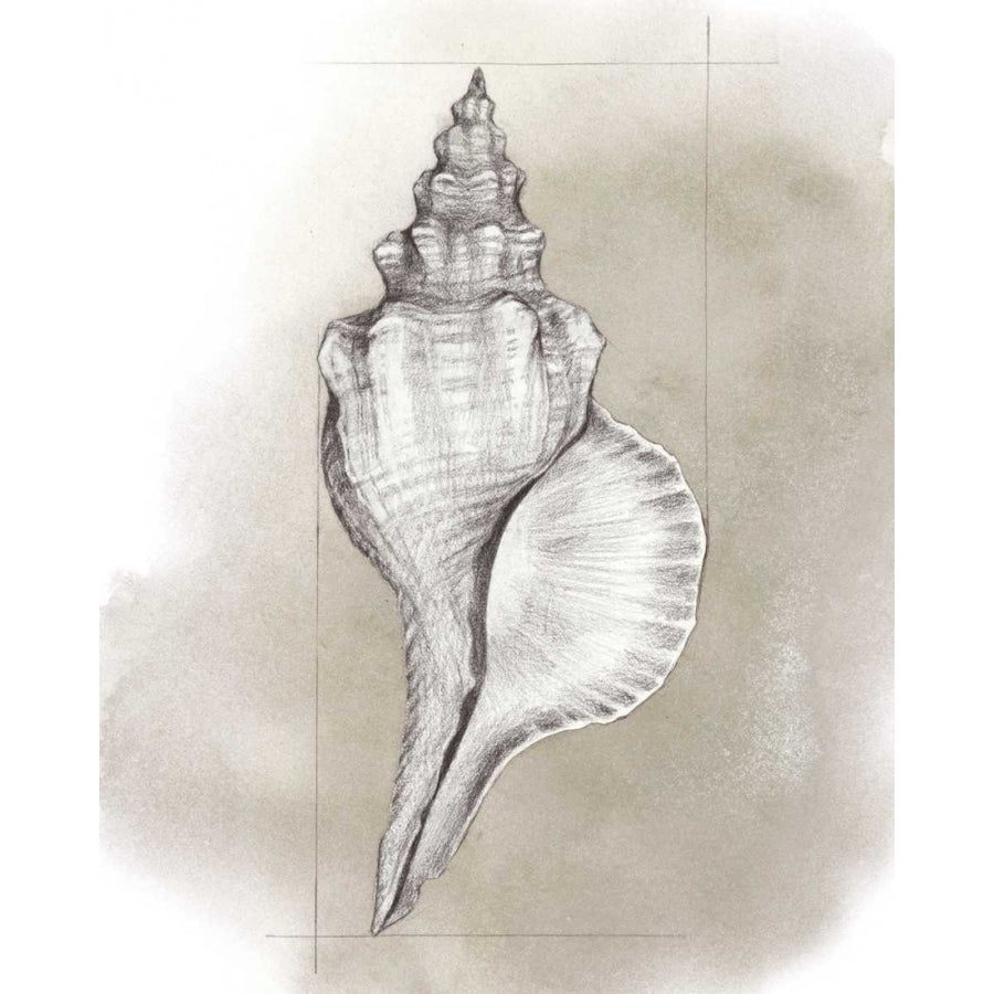 Shell Diagram I Poster Print - Grace Popp-VARPDX153974GG Image 1