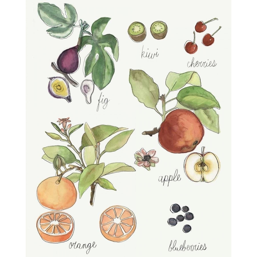 Fruit Medley I Poster Print - Naomi McCavitt-VARPDX154168GG Image 1