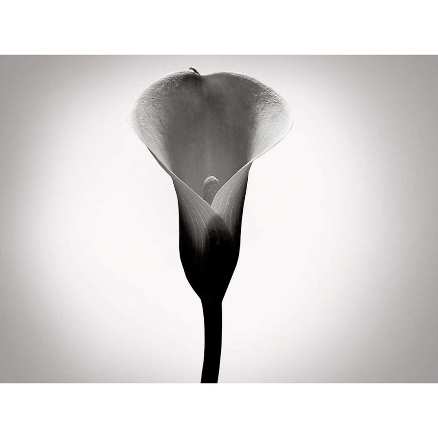 Calla Lily Studies I Poster Print - James McLoughlin-VARPDX154174GG Image 1