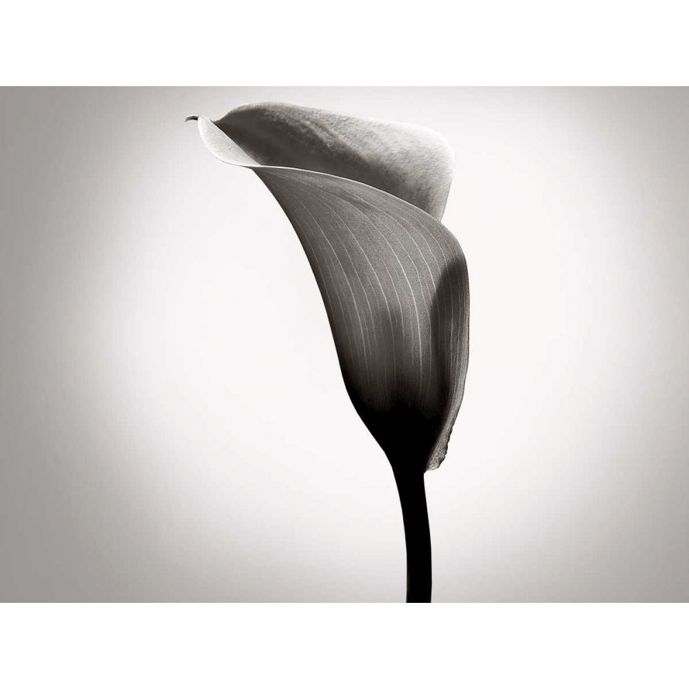 Calla Lily Studies II Poster Print - James McLoughlin-VARPDX154175GG Image 1