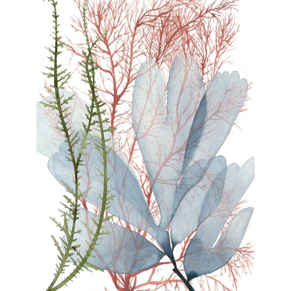 Seaweed Flow I Poster Print - Grace Popp-VARPDX154365FN Image 1