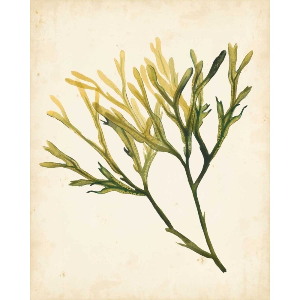 Watercolor Sea Grass V Poster Print - Grace Popp-VARPDX154399Z Image 1