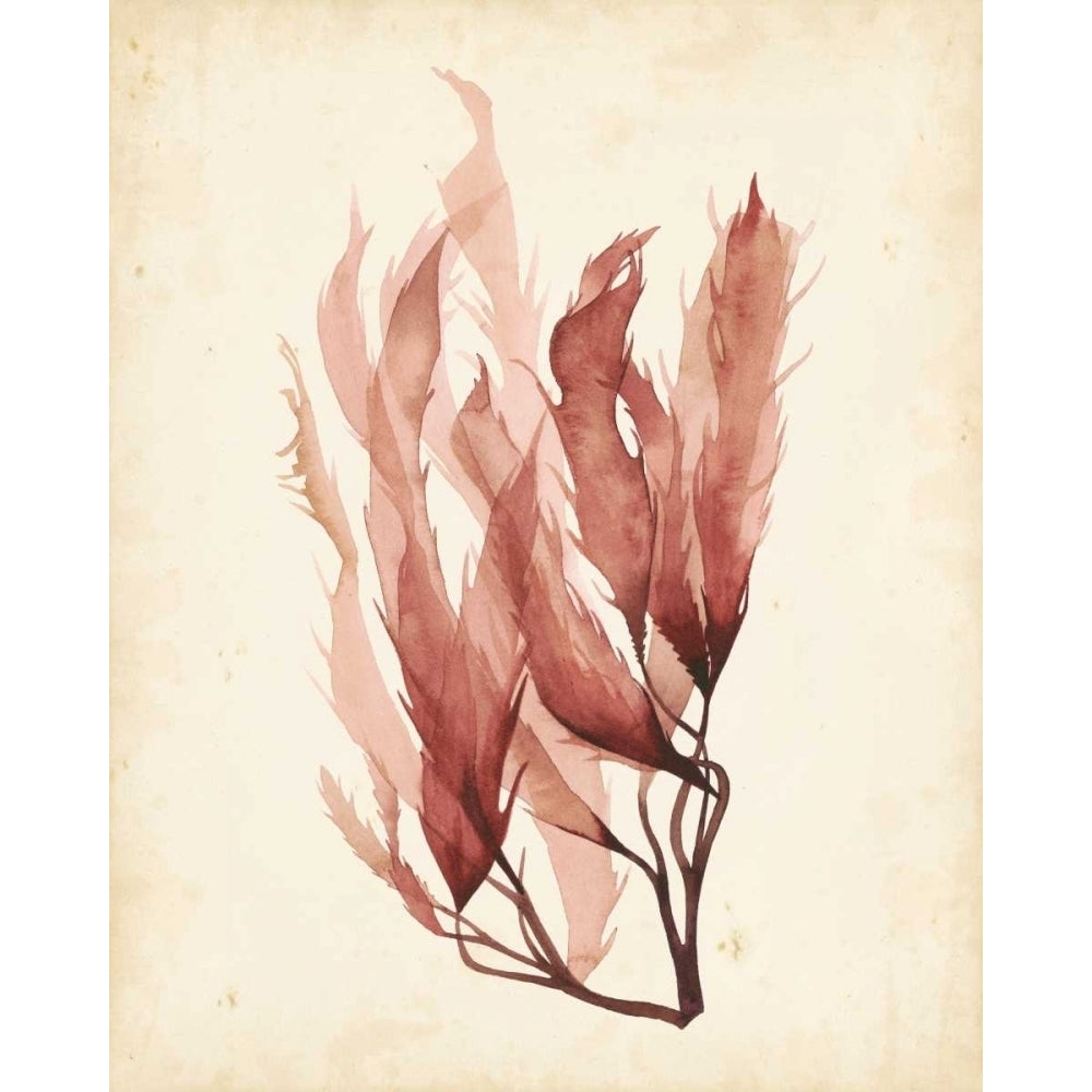 Watercolor Sea Grass IV Poster Print - Grace Popp-VARPDX154398Z Image 1