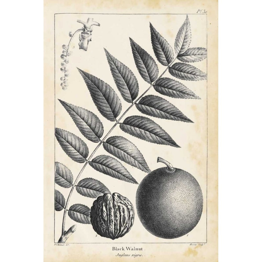 Vintage Black Walnut Tree Poster Print - Thomas Nuttall-VARPDX154420Z Image 1