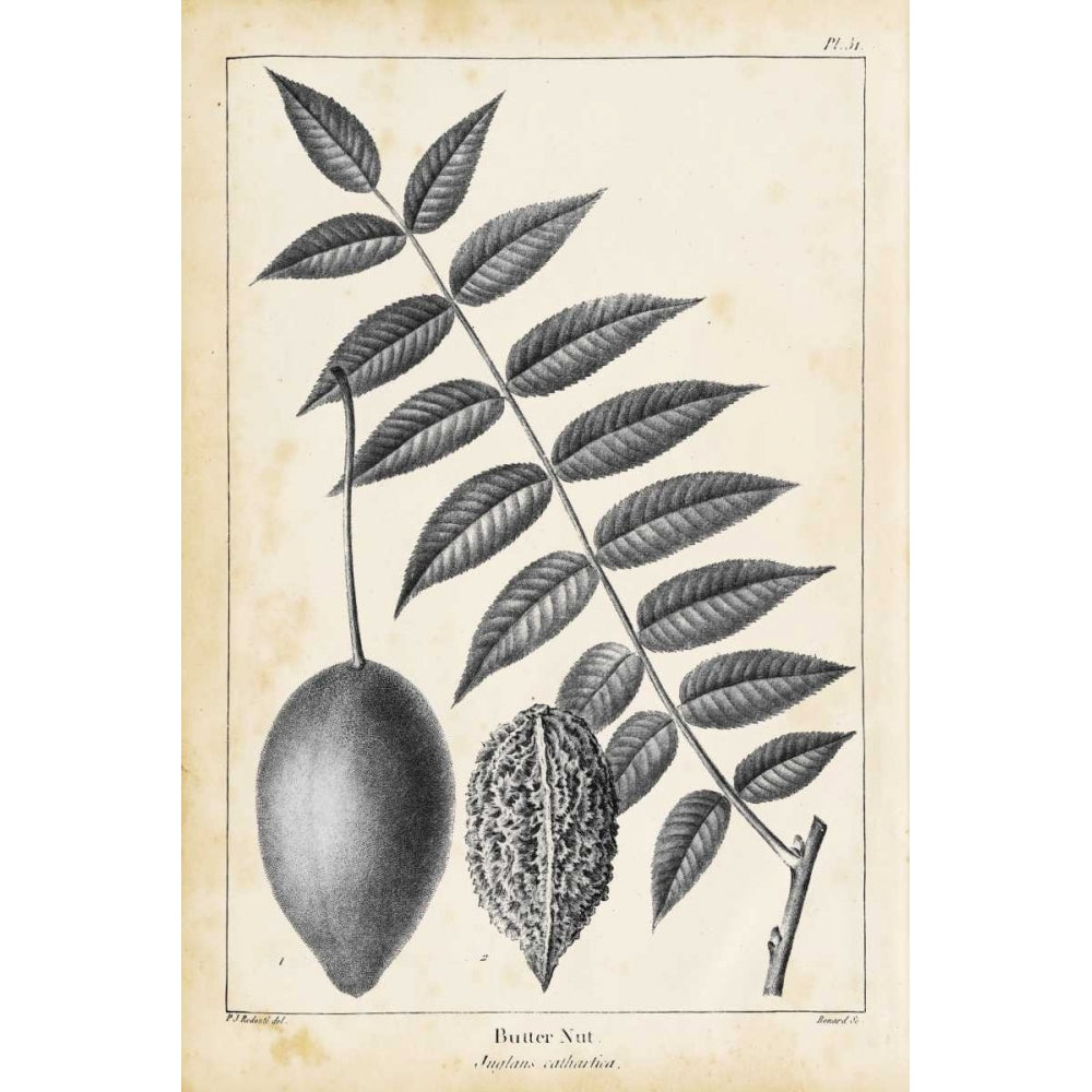 Vintage Butternut Tree Poster Print - Thomas Nuttall-VARPDX154421Z Image 1