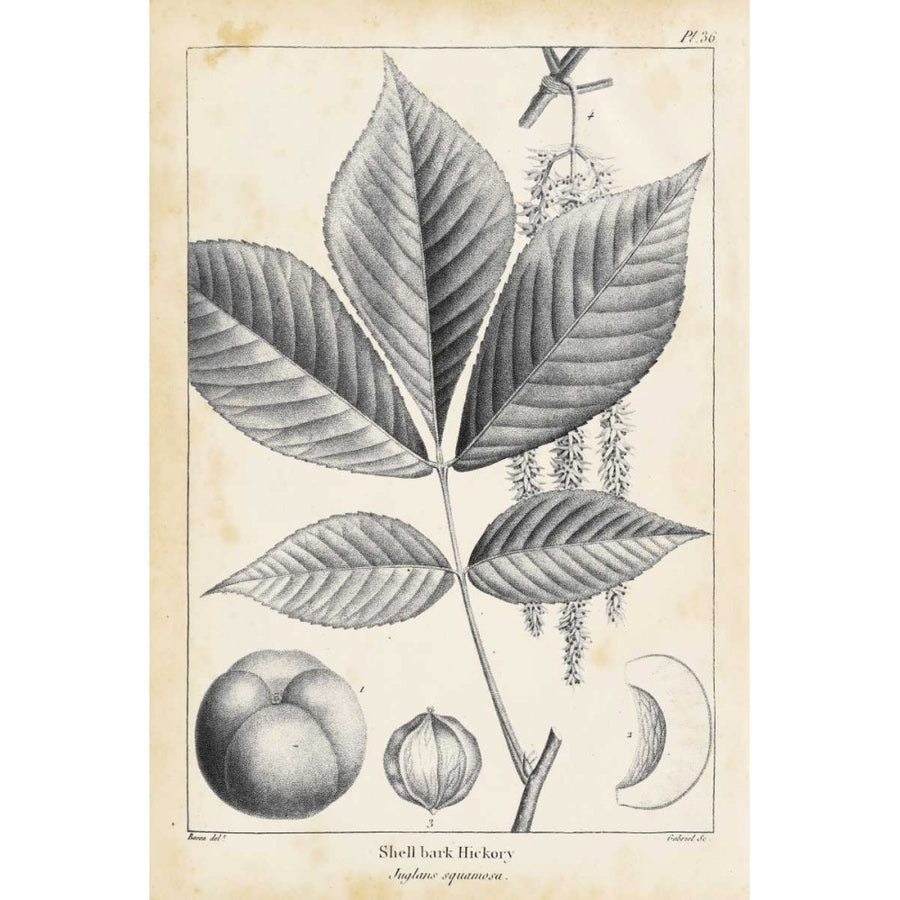 Vintage Hickory Tree Poster Print - Thomas Nuttall-VARPDX154419Z Image 1