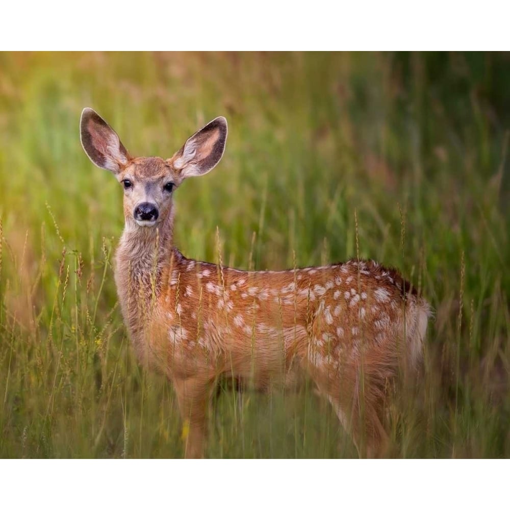 Deer Watch IV Poster Print - Ozana Sturgeon-VARPDX154512GG Image 1