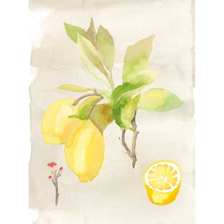 Watercolor Fruit II Poster Print - Naomi McCavitt-VARPDX154589D Image 1