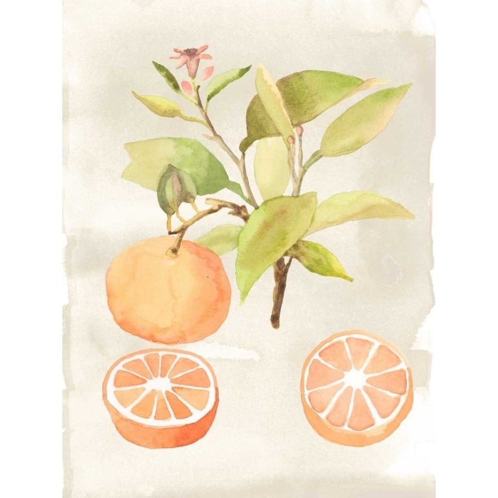 Watercolor Fruit V Poster Print - Naomi McCavitt-VARPDX154592D Image 1