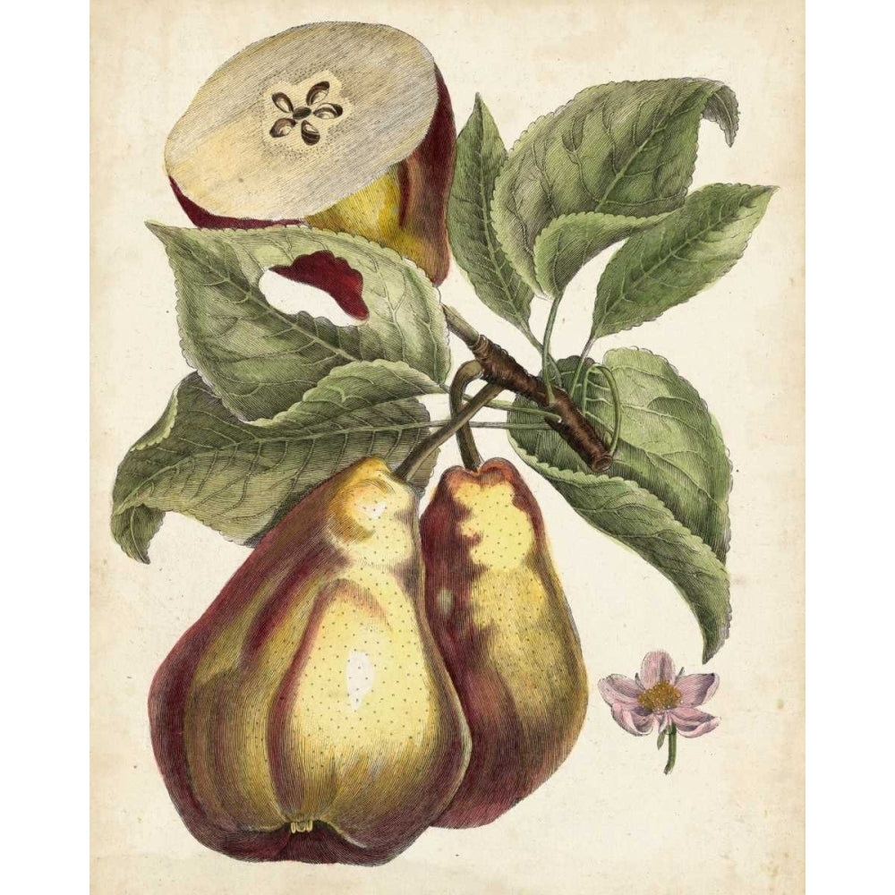 Antique Pear Study I Poster Print - Unknown-VARPDX154757Z Image 1