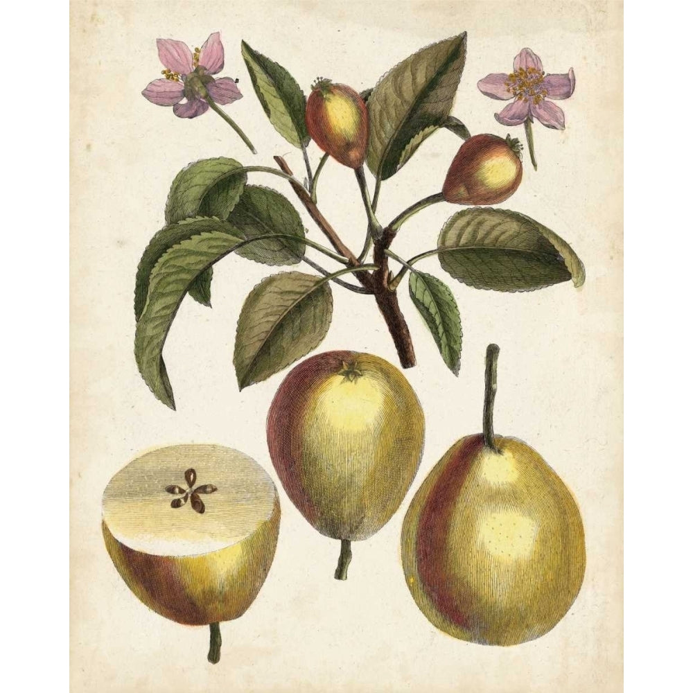 Antique Pear Study III Poster Print - Unknown-VARPDX154759Z Image 1