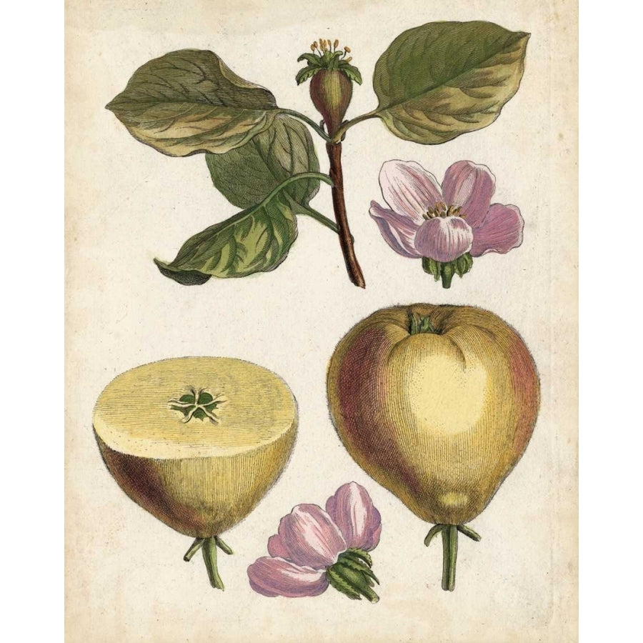 Antique Pear Study IV Poster Print - Unknown-VARPDX154760Z Image 1